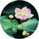 Văn Huỳnh Quốc profile picture